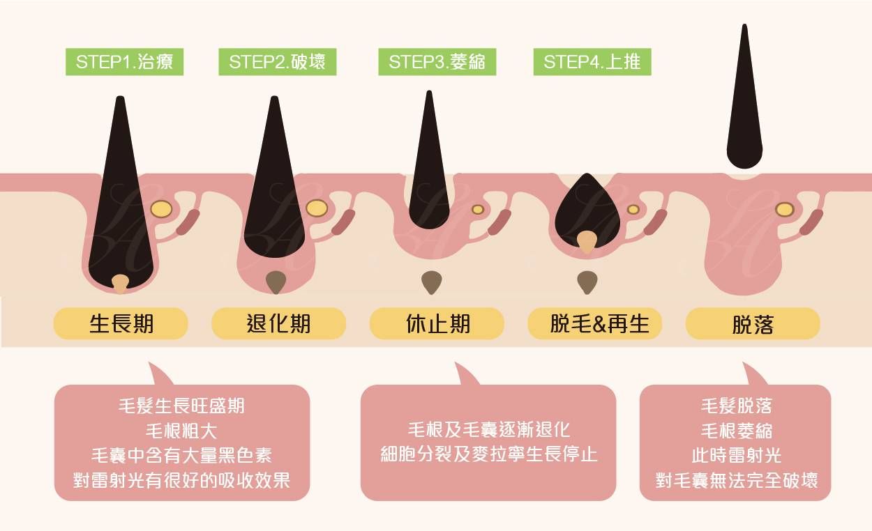 萊波亞