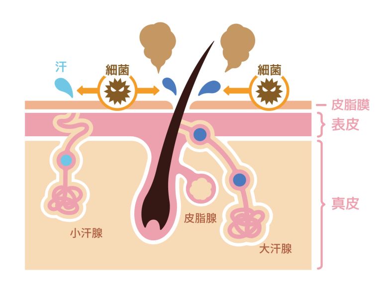 萊波亞
