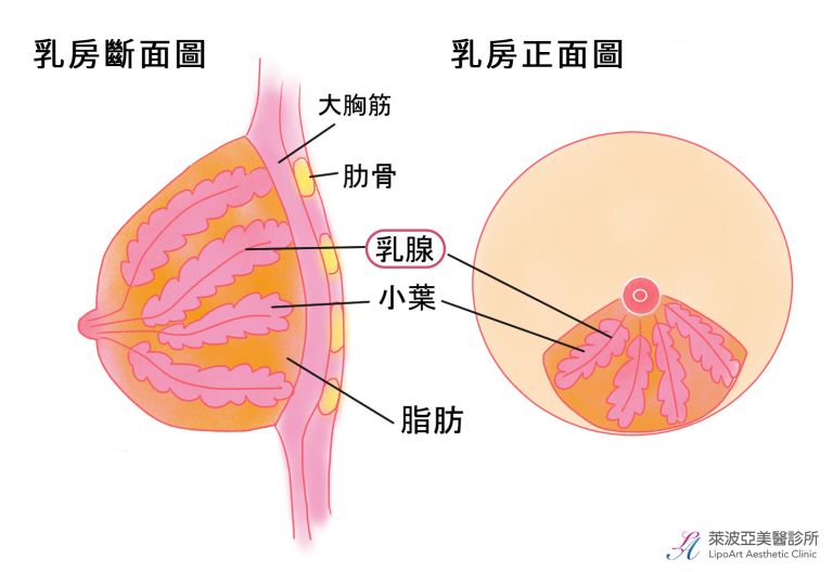 萊波亞