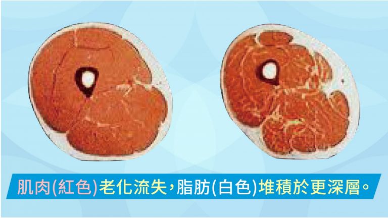 萊波亞