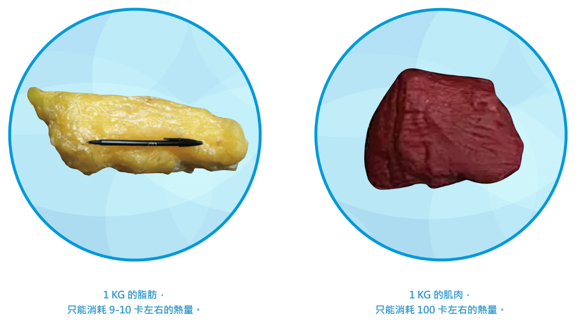 萊波亞
