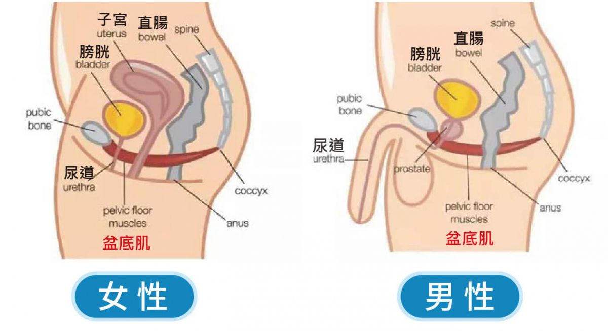 萊波亞